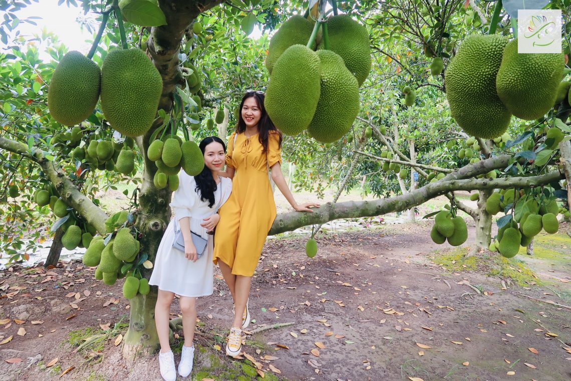 Chụp ảnh trong mùa mít tố nữ Cần Thơ - Vườn trái cây Ba Cống