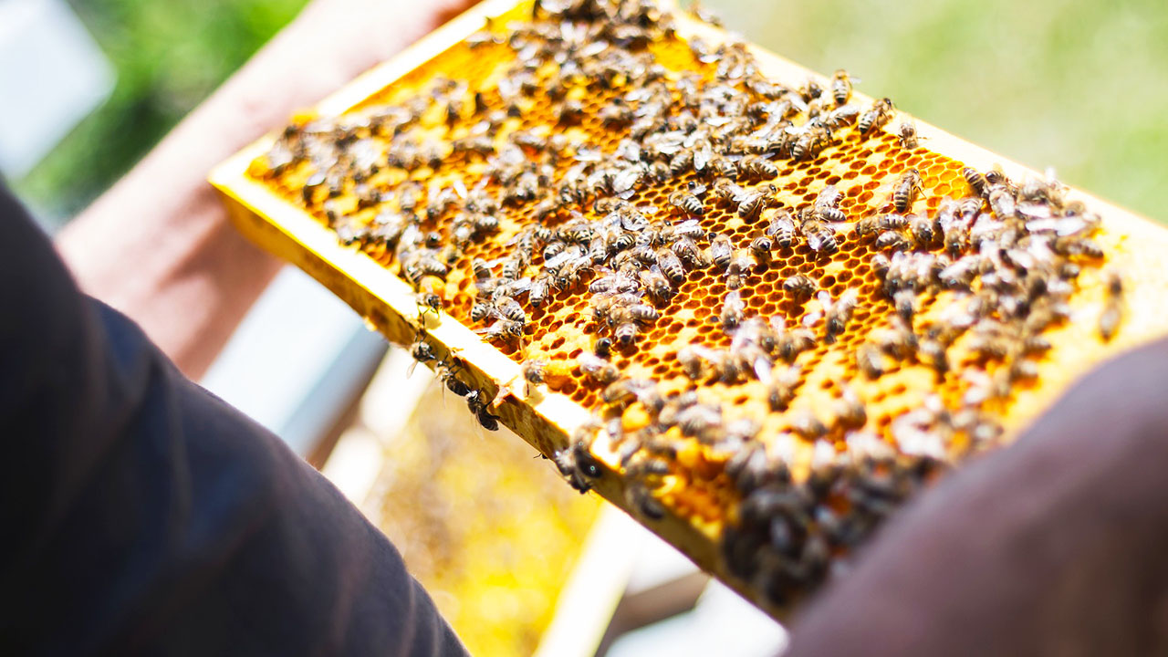 Khám phá trang trại Big Bee Farm - học cách nuôi ong mật