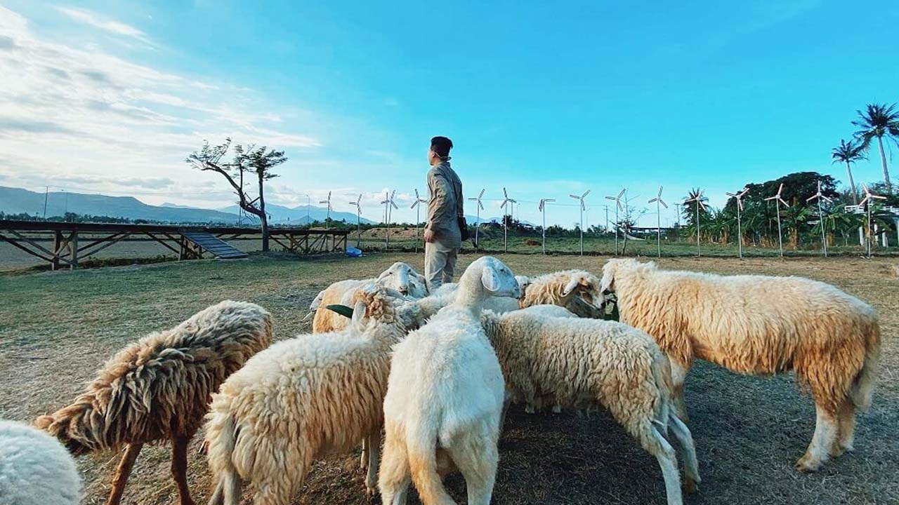 Cánh đồng cừu ở Vũng Tàu