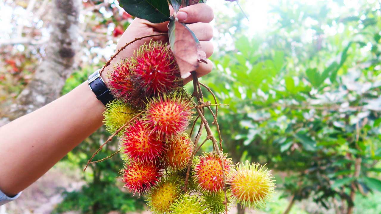 Khám phá vườn trái cây Cồn Sơn - tour Sài Gòn Tiền Giang Bến Tre Cần Thơ 2 ngày 1 đêm