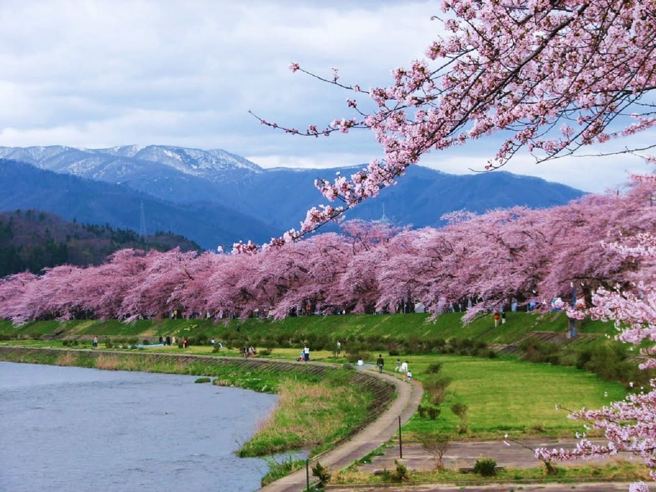 Nhật Bản mùa hoa nở