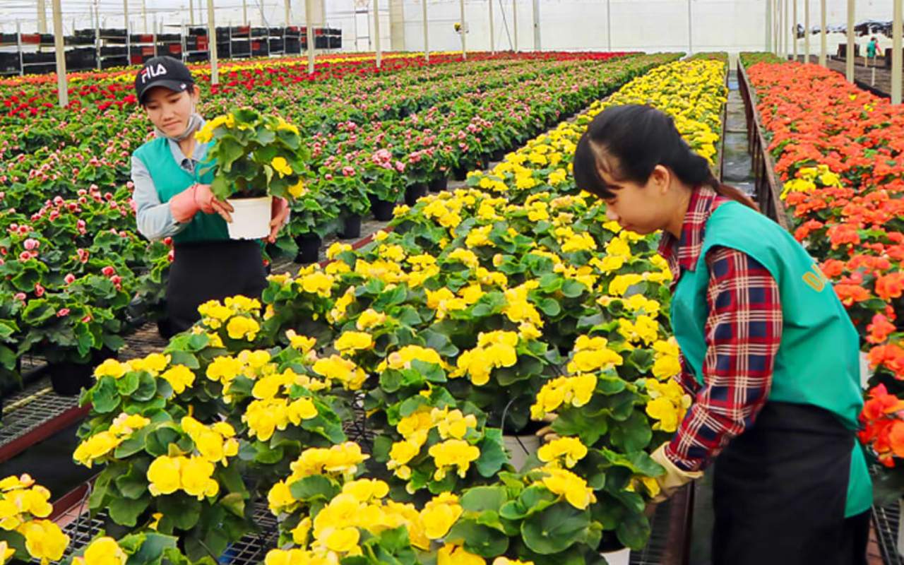 Trải nghiệm trồng hoa tại làng hoa Vạn Thành ở Đà Lạt