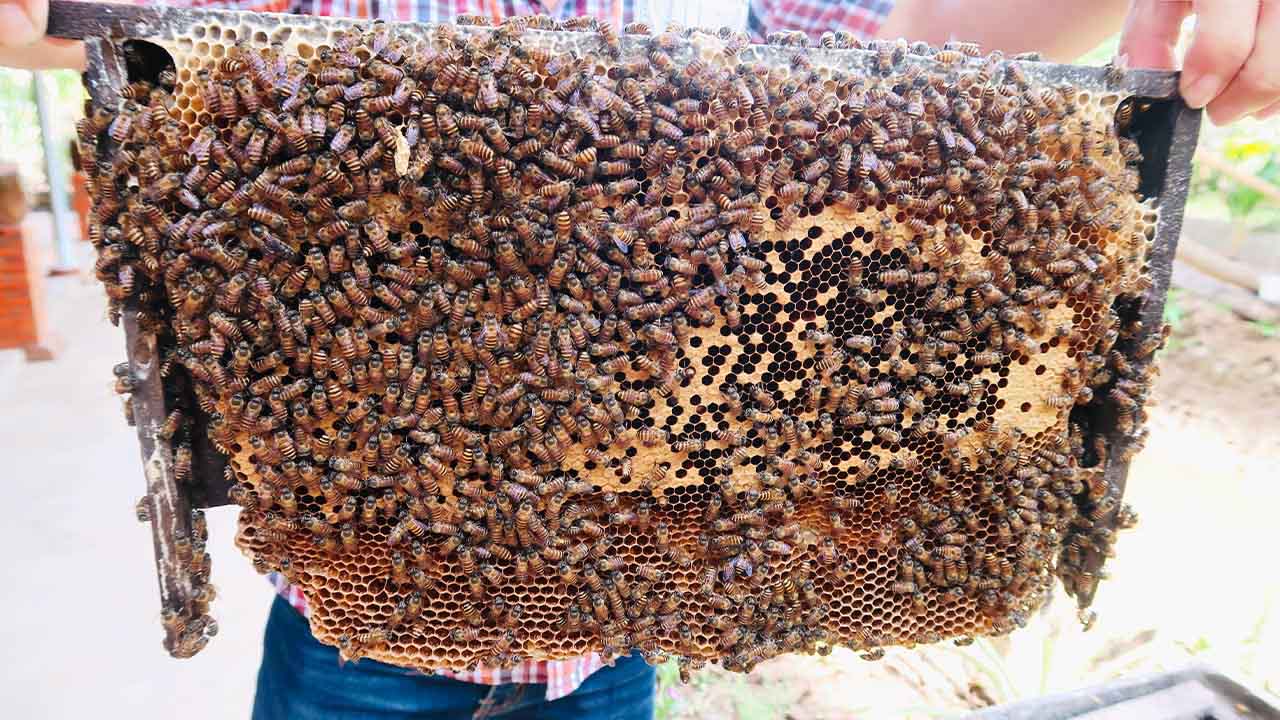 mật ong rừng