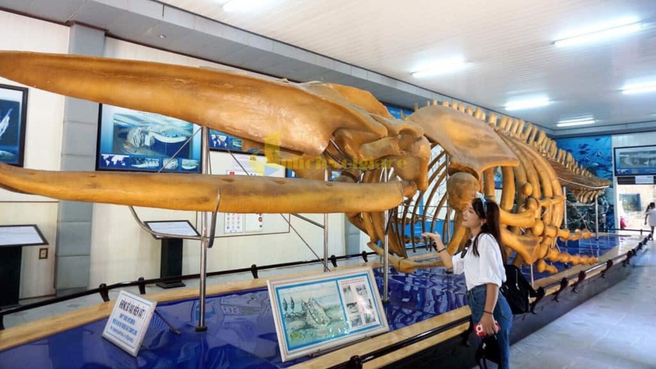Tham quan Viện hải dương học Nha Trang