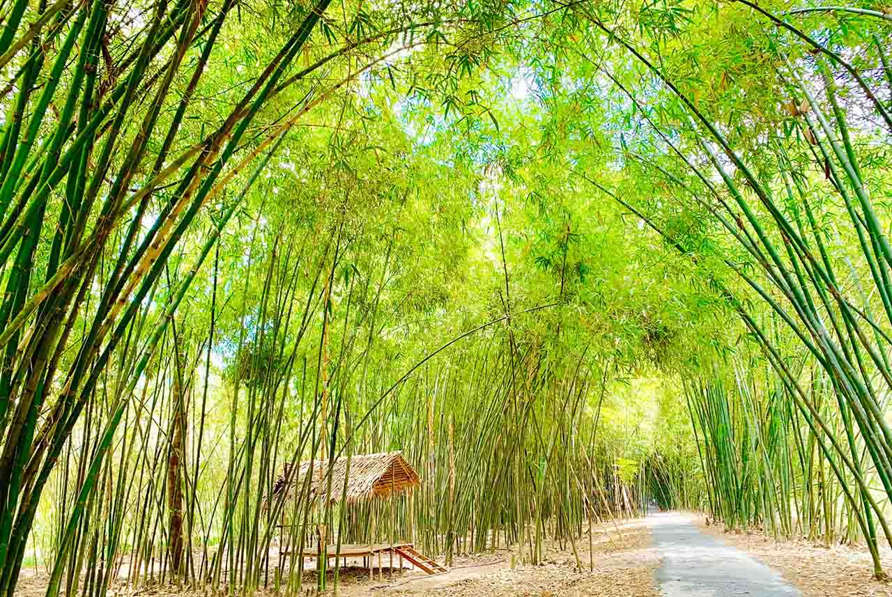 Khám phá Bamboo Garden