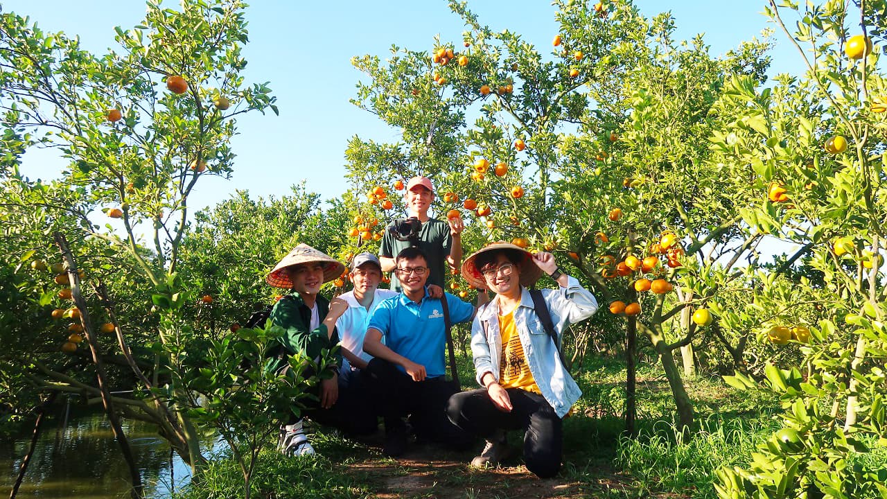 Tour du lịch vườn quýt hồng Lai Vung ở Đồng Tháp