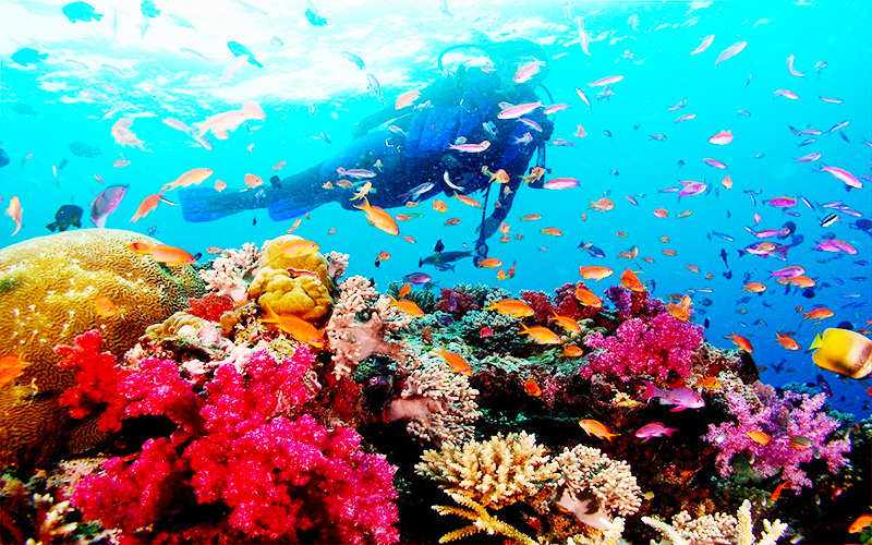 Tour lặn ngắm san hô Phú Quốc giá rẻ