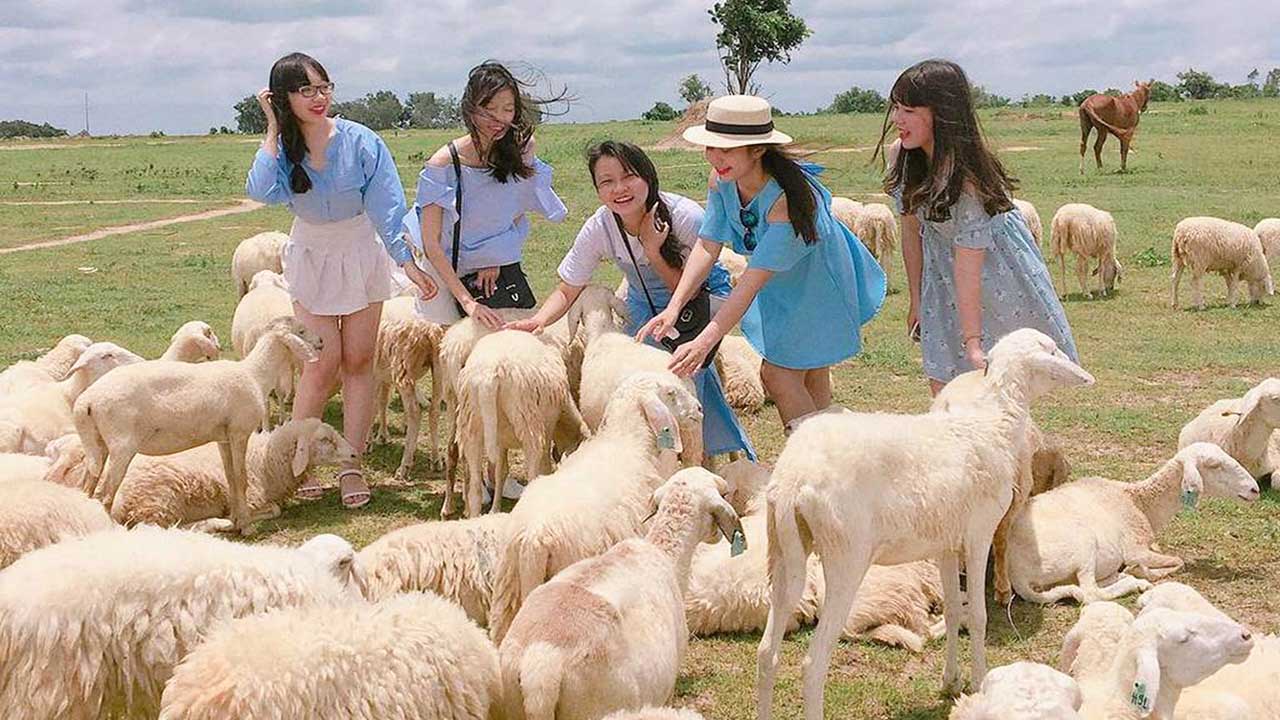 Trại cừu Vũng Tàu