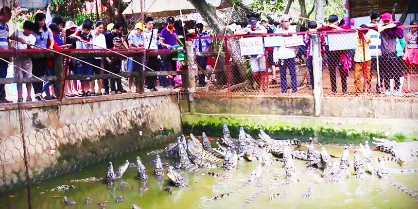 Trại nuôi cá sấu ở cồn Phụng - tour du lịch miền Tây 4 ngày 3 đêm giá rẻ