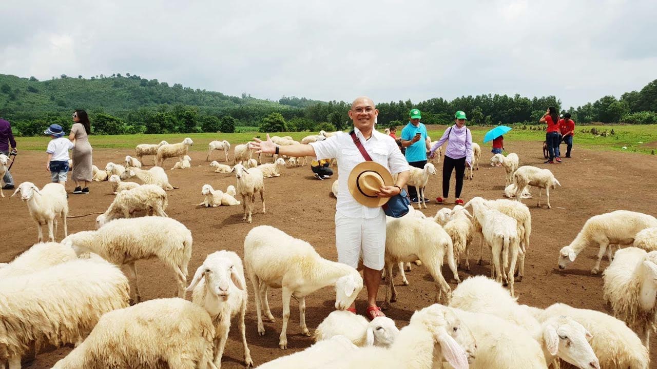 Trang trại cừu ở Vũng Tàu