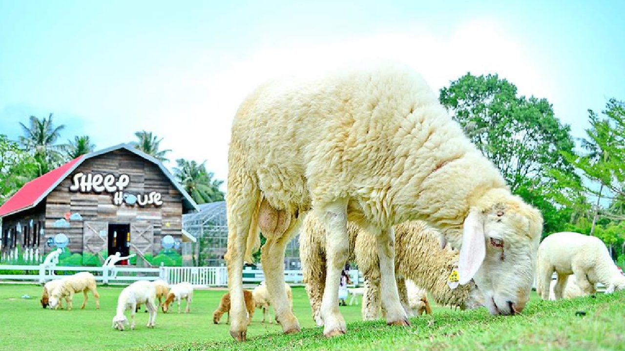 Trang trại cừu Thái Lan