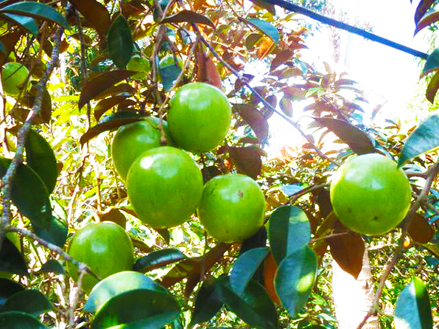 Vườn trái cây Hoàng Anh Phong Điền - các vườn trái cây ở Cần Thơ