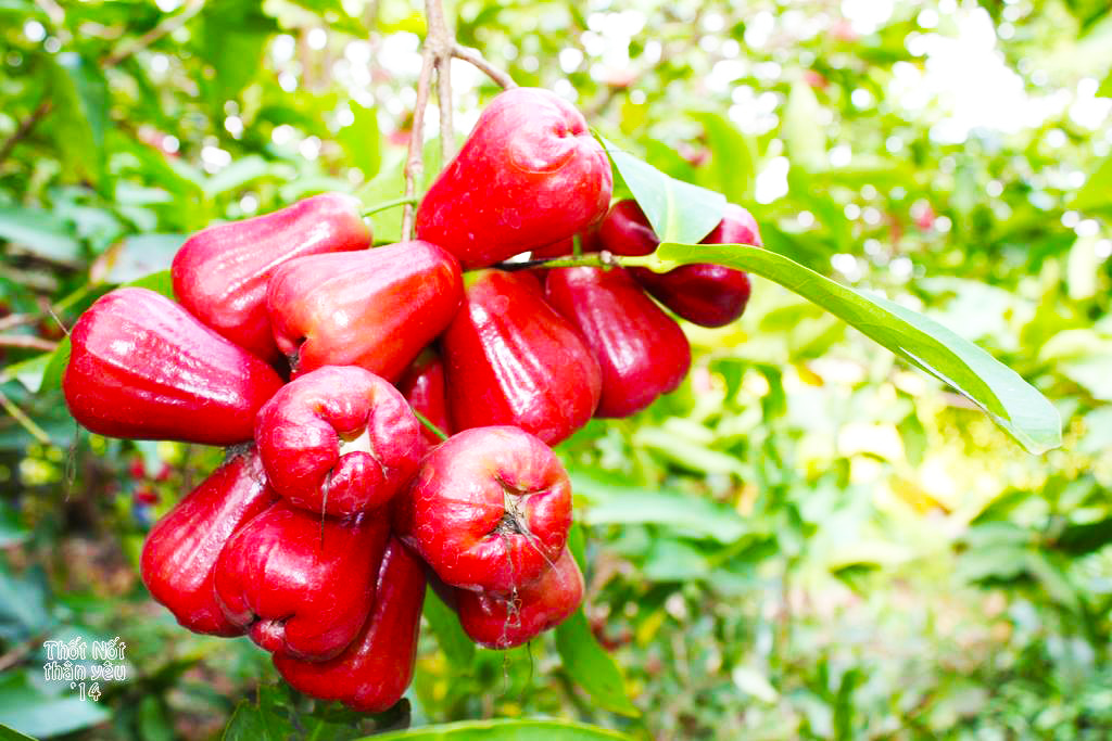 Vườn mận cù lao Tân Lộc - vườn trái cây Cần Thơ