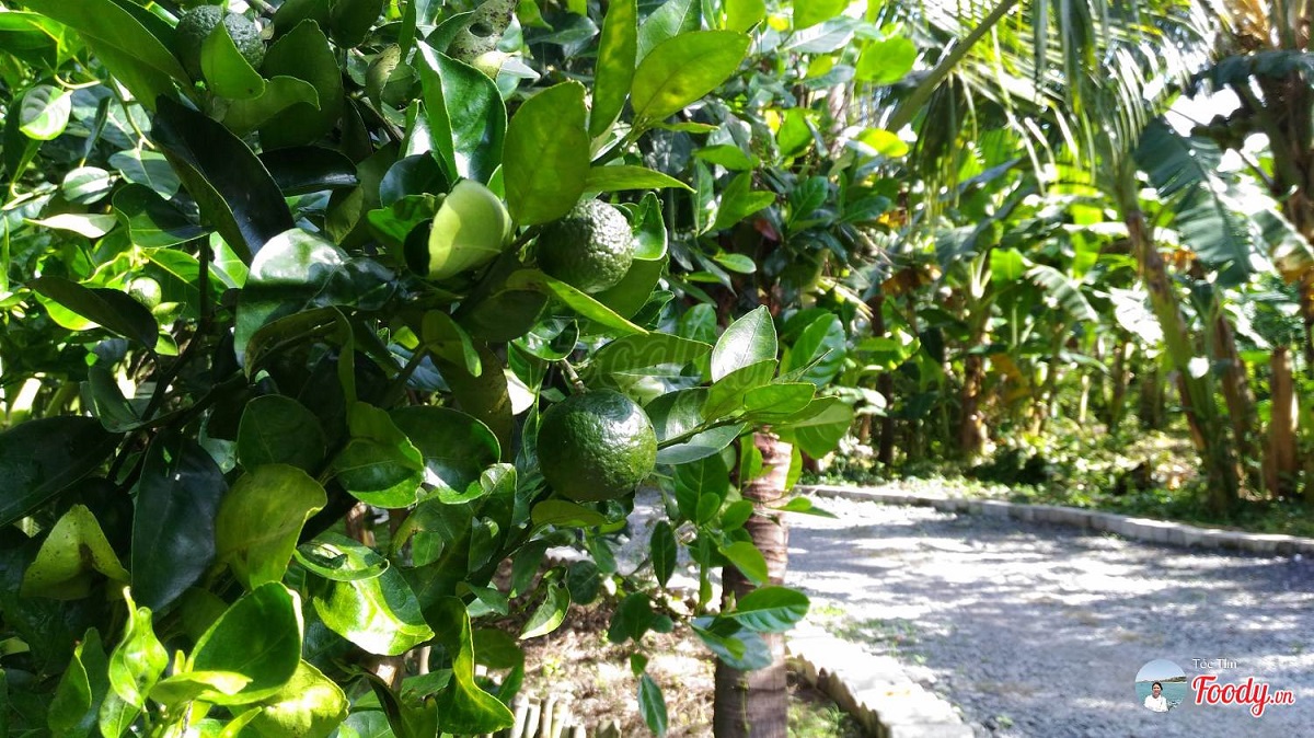 Vườn trái cây Lê Lộc